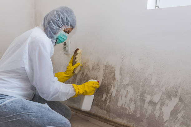 Best Attic Mold Removal  in North Spearfish, SD