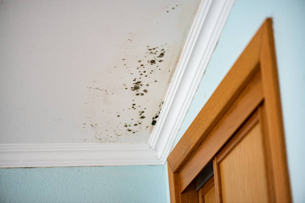 Best Office Mold Removal Services  in North Spearfish, SD