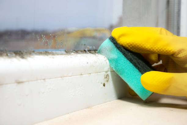 Best Residential Mold Removal  in North Spearfish, SD
