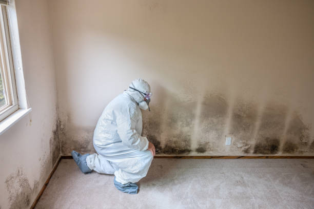 Attic Mold Removal in North Spearfish, SD
