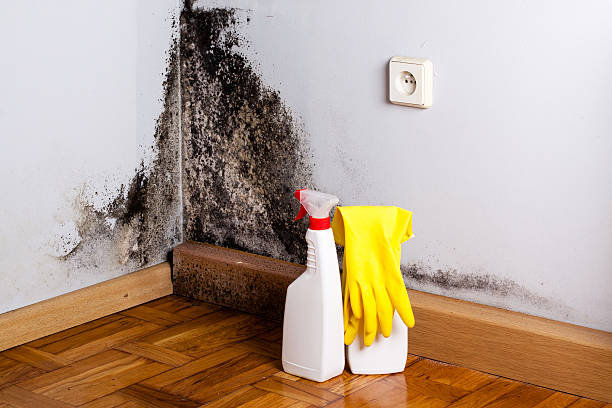 Best Black Mold Removal  in North Spearfish, SD