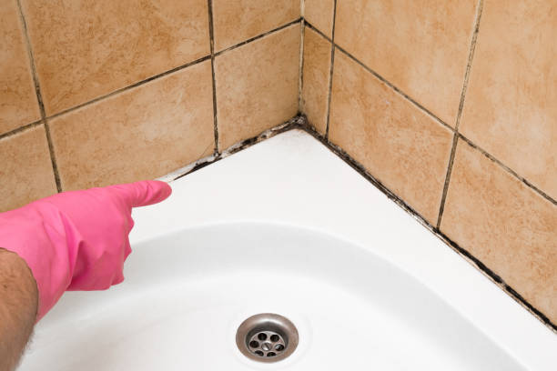 Best Fast Mold Removal  in North Spearfish, SD