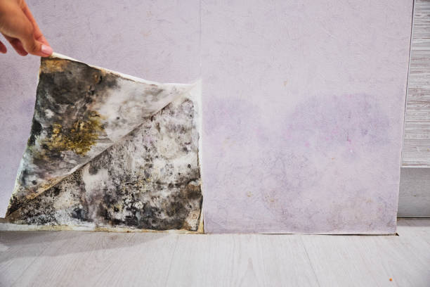 Best Same-Day Mold Removal  in North Spearfish, SD